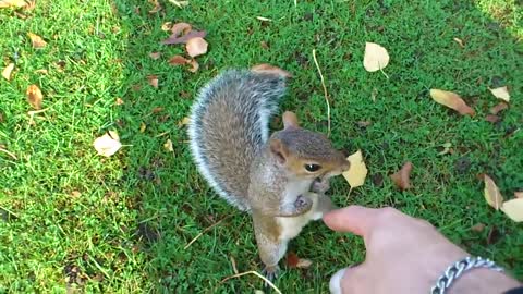 Squirrel tickle