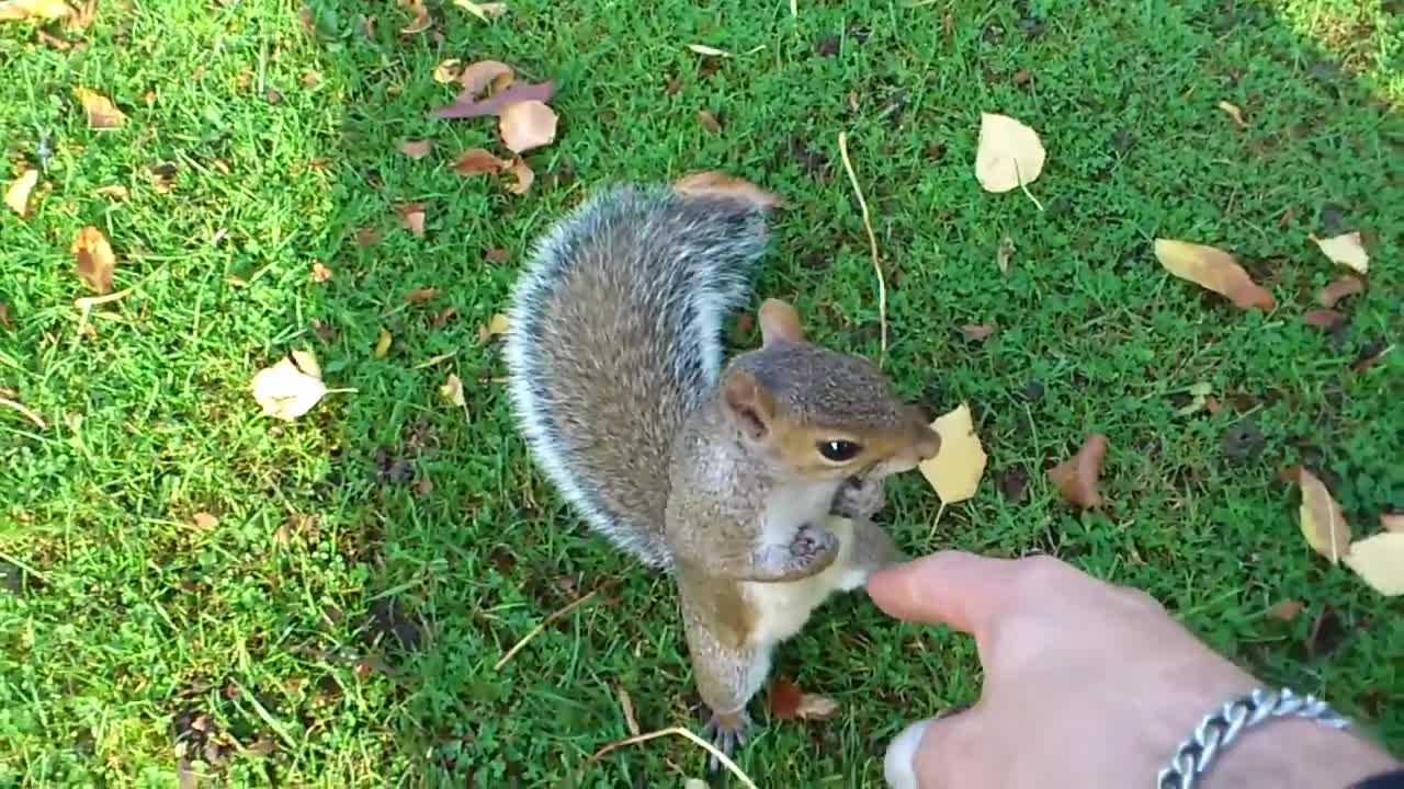 Squirrel tickle