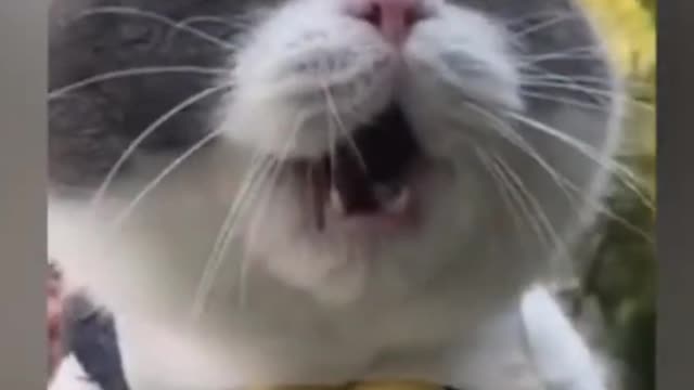 This Cat is speaking english funny moment of pet😂😂