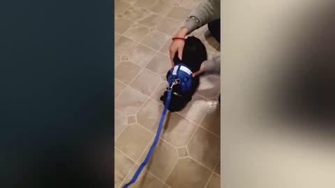 😂 Funniest Cats and Dogs Videos 😺🐶 #17