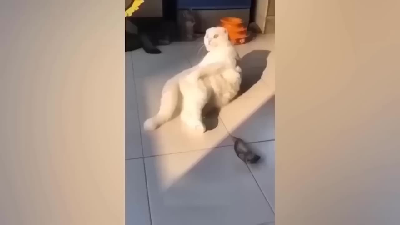 Very Funniest Animals Funny Cats and Dogs Videos