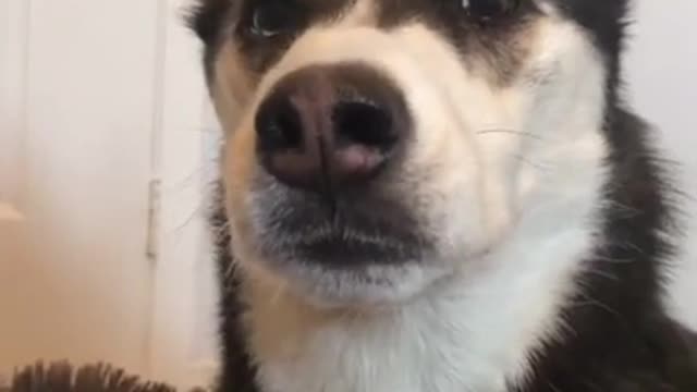 What Happen When I Ignore My Husky _ FUNNY DOG VIDEOS #husky #huskytalking #huskylife #funnydo