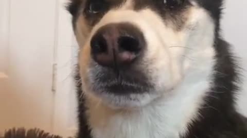 What Happen When I Ignore My Husky _ FUNNY DOG VIDEOS #husky #huskytalking #huskylife #funnydo