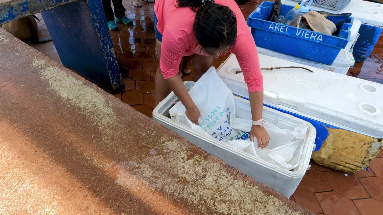 Fish Bandit Iguana Climbs Into Cooler To Boldly Feast On Tuna