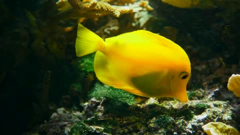 Yellow fish swimming among corals