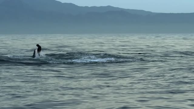 A blue whale attacks a seal