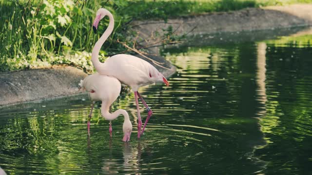 Beautiful flamingo couple in peaceful place