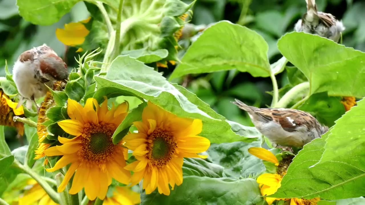 Nature is beautiful with Animals