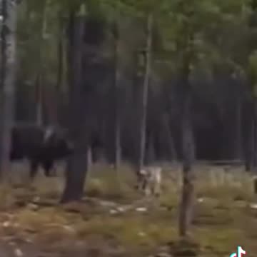 Oh hell no… in the attic ? Again shoot first collect the body parts latter