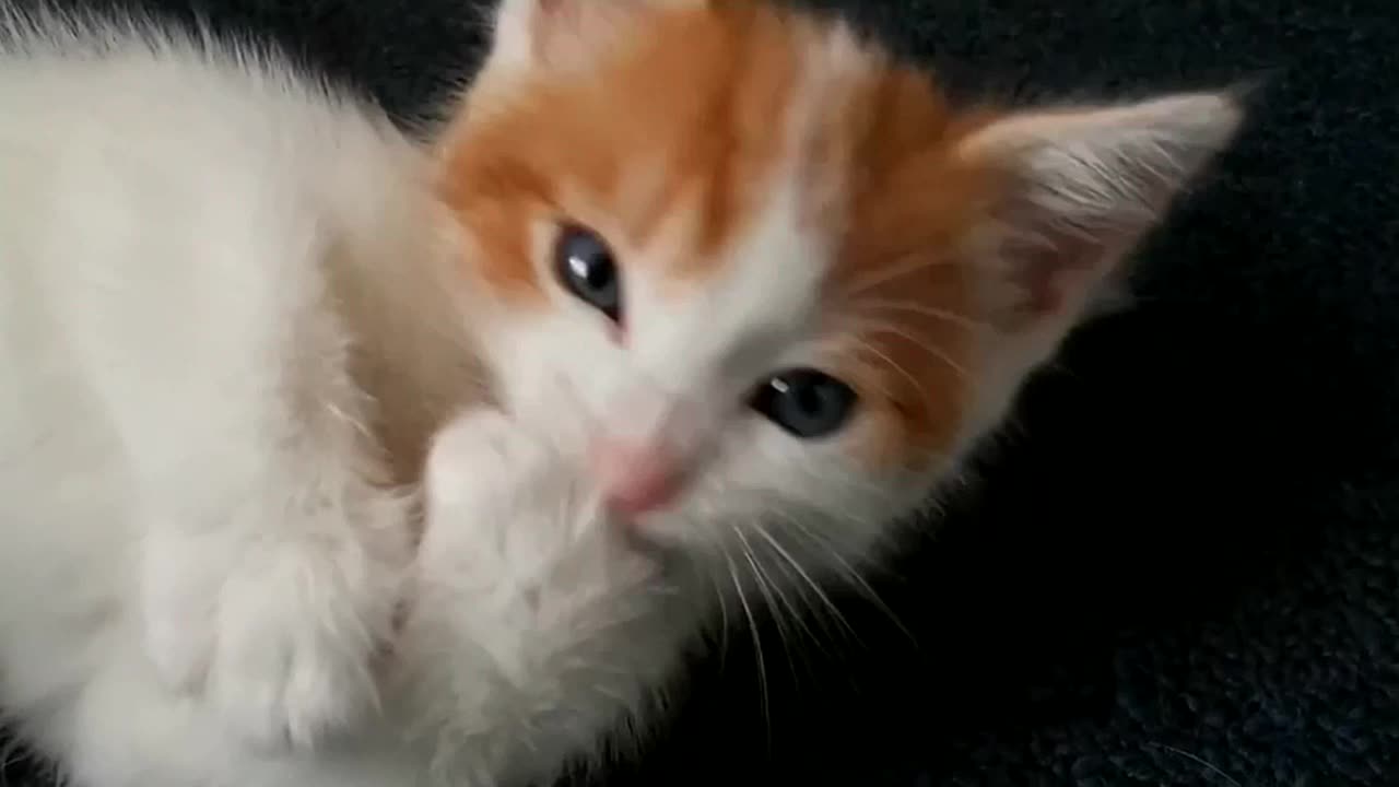 Cute Cat Kitten Compilation