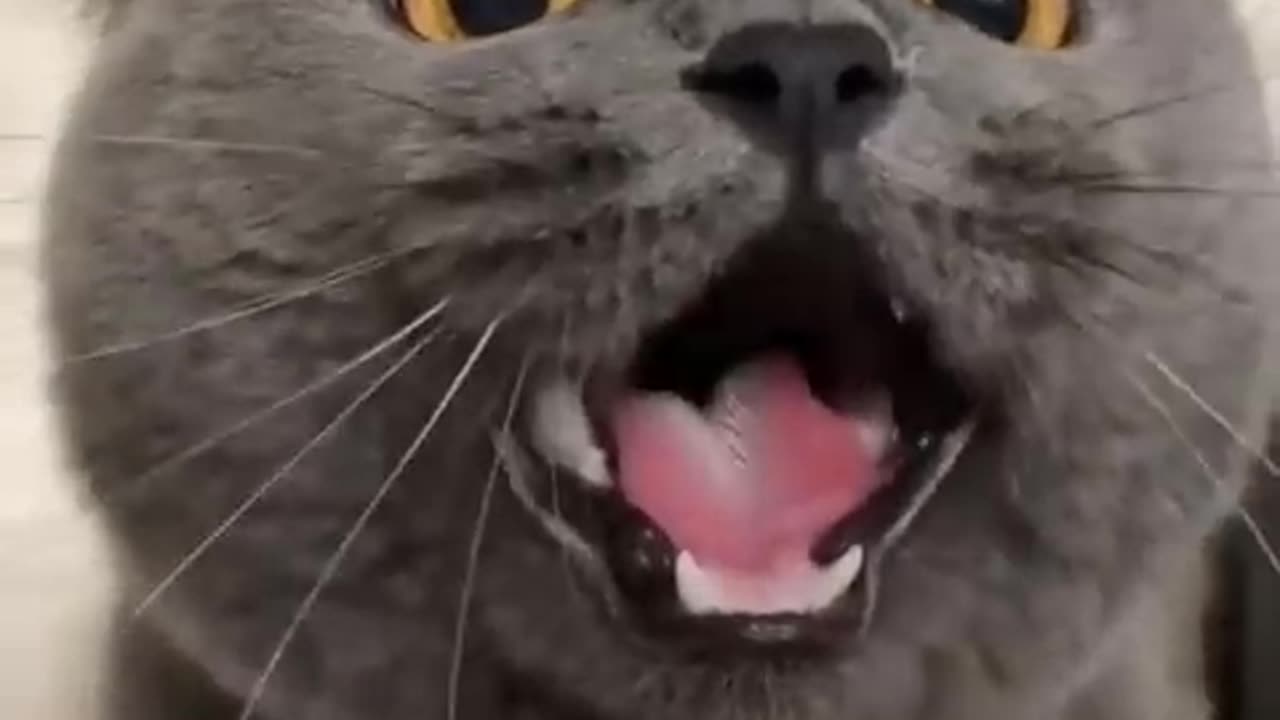 Watch These Cats Make 'Laughter and Sin' & You Won't Believe What Happens Next#syl_vester #cats ​