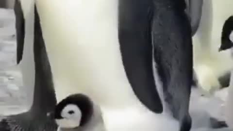 The penguin