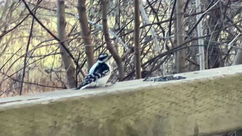 Speedy Nuthatch and Downy woodpecker