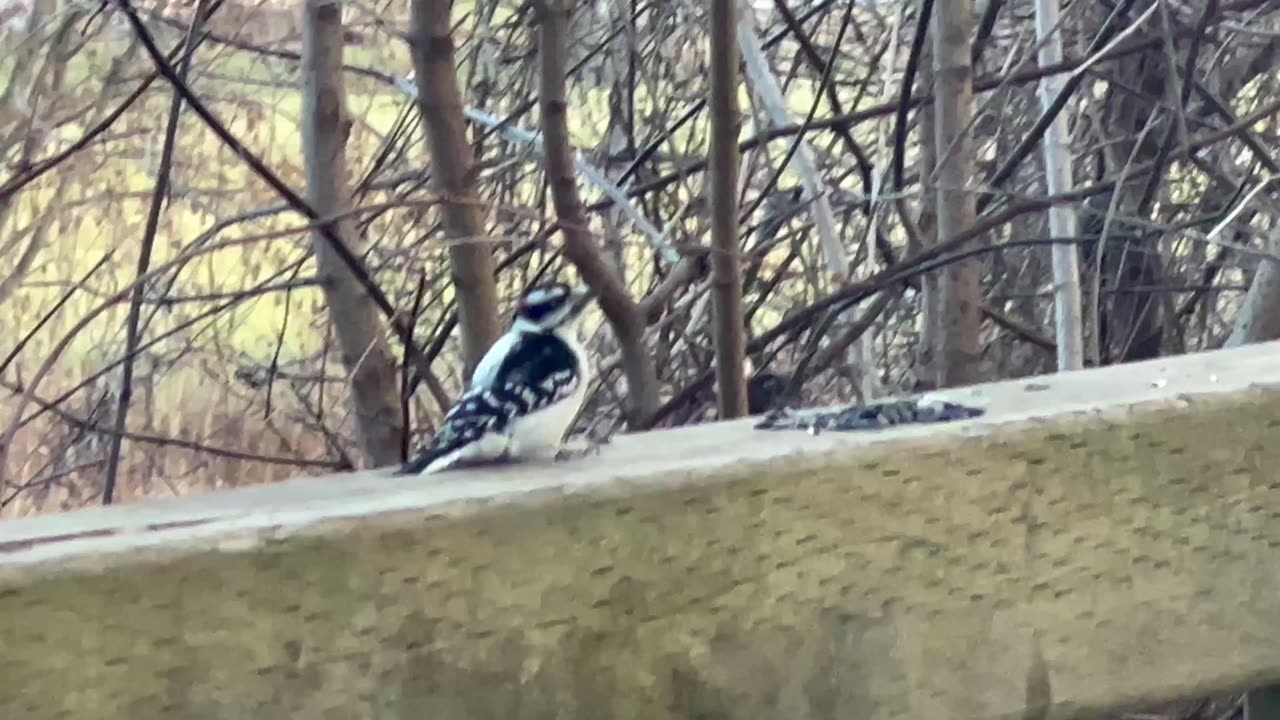 Speedy Nuthatch and Downy woodpecker