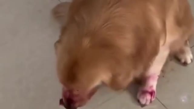 Funniest movement of the Dogs & Cat 😂 Try Not TO LAUGH🤣🤣 with DOGS & CAT'life