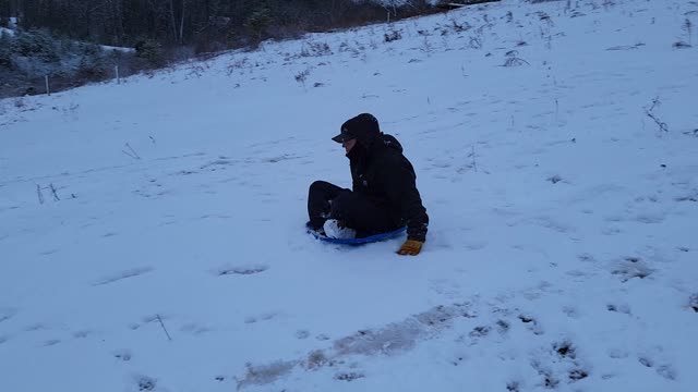 Sledding with the cows!