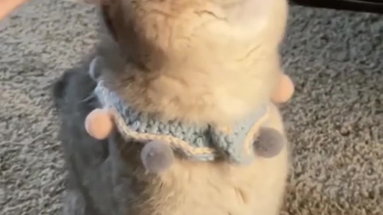 cute cats montage