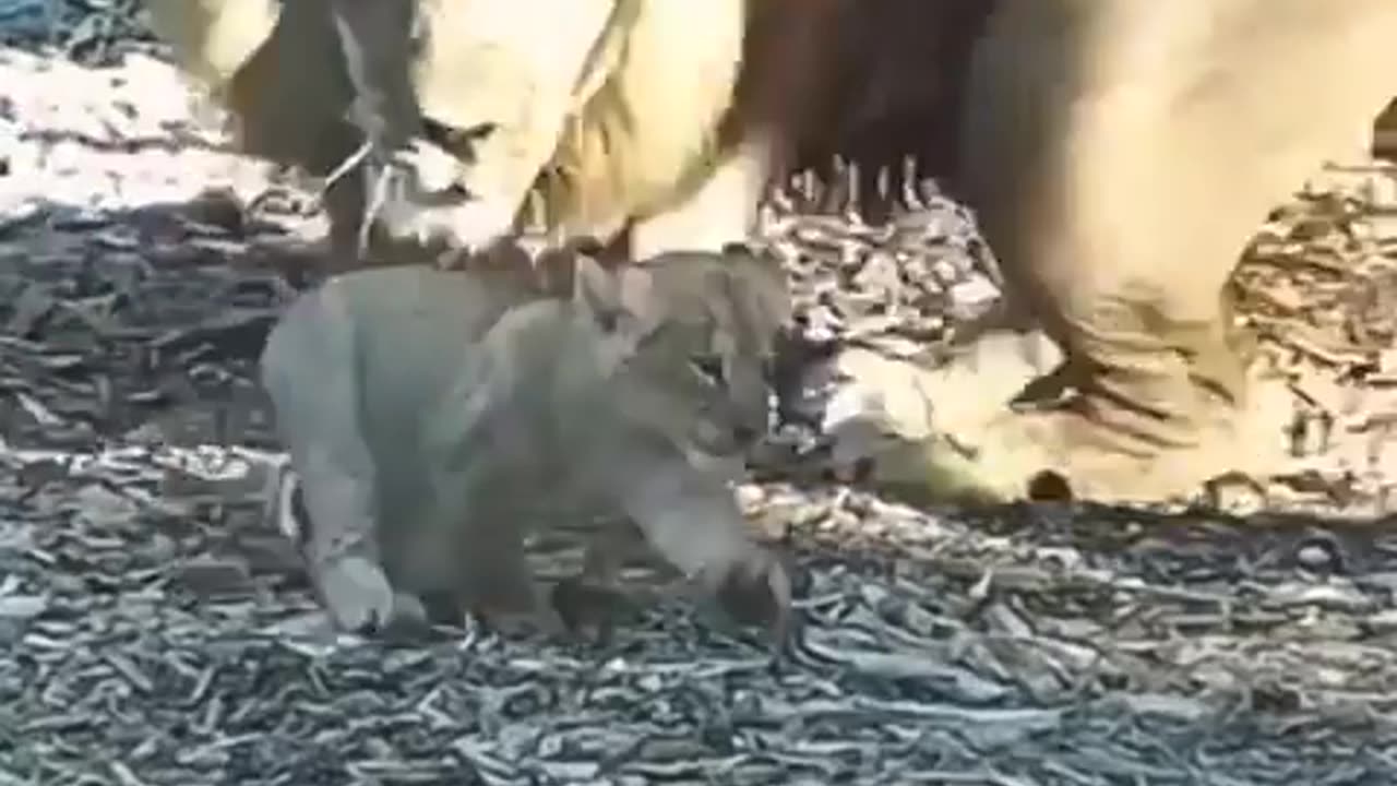 Look At Lion 👀Dad’s Face !