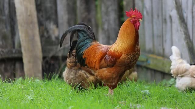 Kumpulan ayam sedang mencari makan