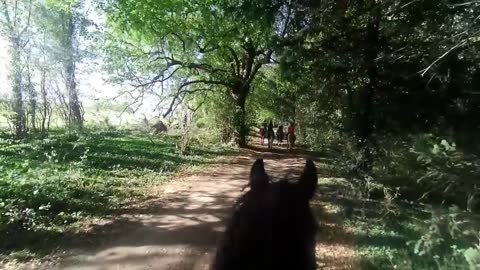 Oh dear! Novice Horses with Inexperienced Riders 😳 a disaster waiting to happen?