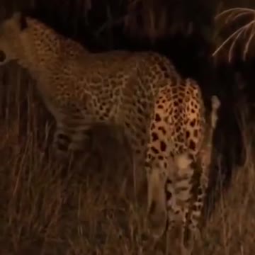 Nightlife in Africa|animal world