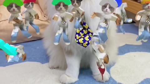 Funny Cat Video come and dance with Puff!