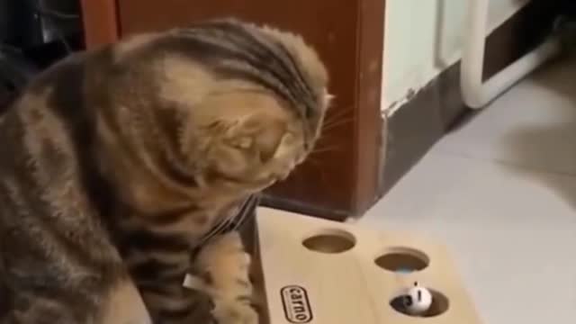 Kitty realising he can make the little mouse get out