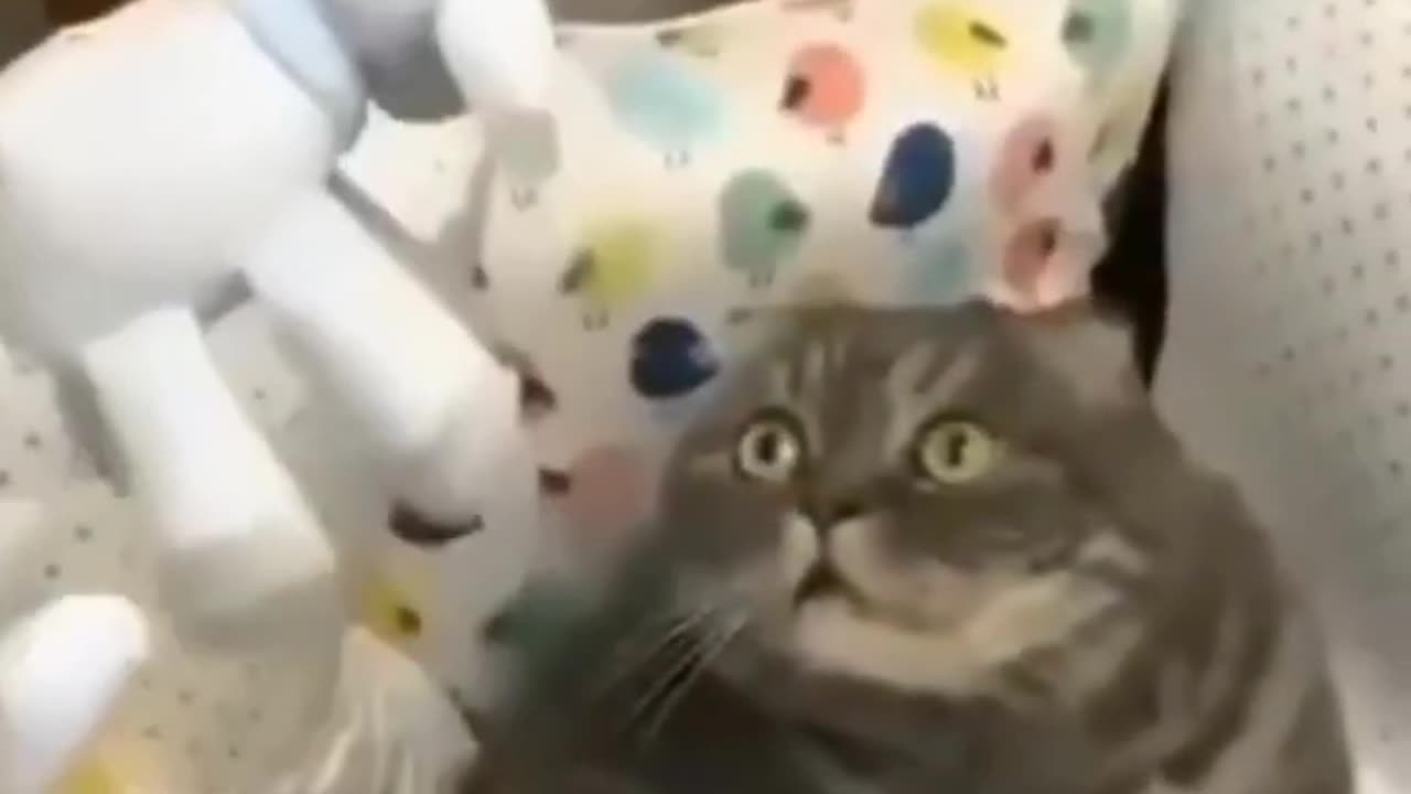 Funny Cat Videos