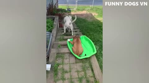 Funniest Animals Video - Funny Dogs And Cats