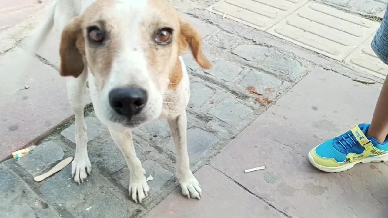 Missing Dog from Noida #doglover #rescuestraydogs #cat #animals #instastrays