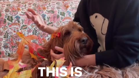 Funny Dog Video xD