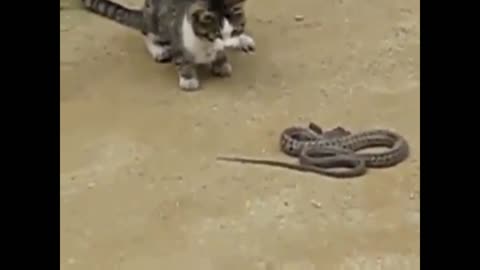 cats and snakes - 2021