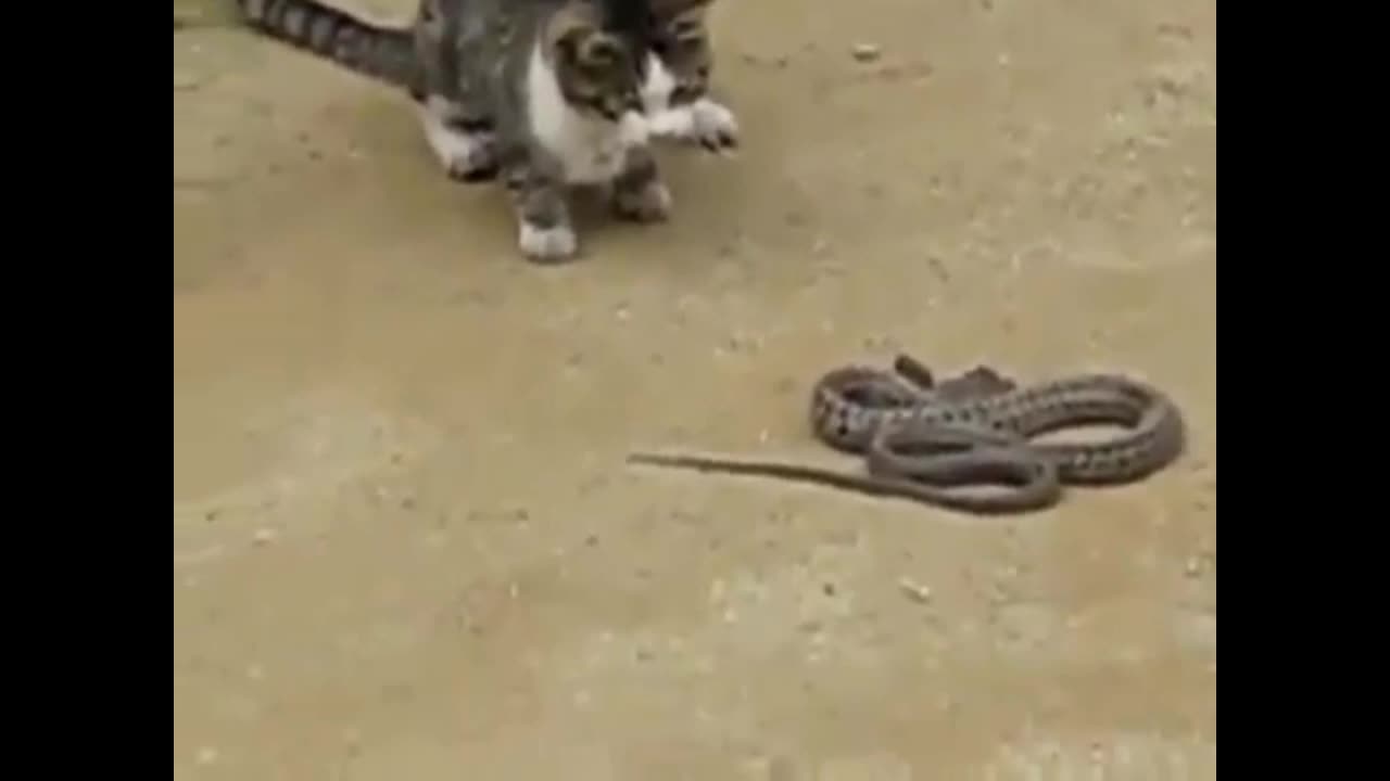 cats and snakes - 2021