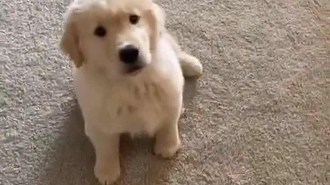 TOO DANG CUTE 🤣PUP DOING EXACTLY WHAT THE SONG IS SAYING
