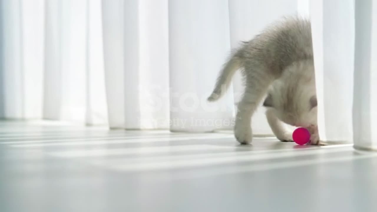 A Small Scottish Fold Kitten Playing