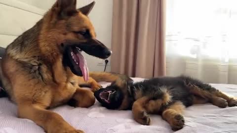 Puppy Demands Attention from German Shepherd