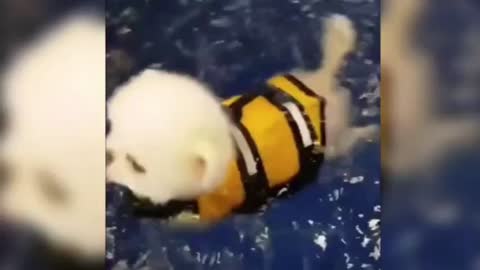 The dog is cute, born to swim;