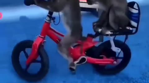 Monkey rider