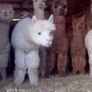 TOO Stinking CUTE with the animals.