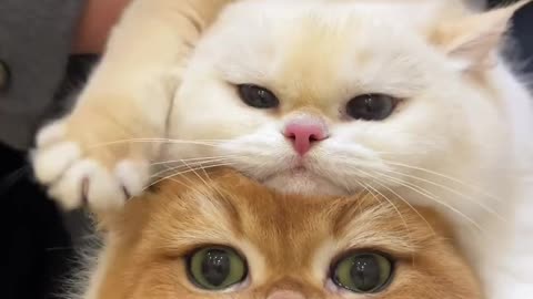 Cute kittens ♥️♥️