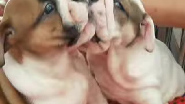 Cute baby dogs, Funny dogs, Lovely dogs, Animal video #short