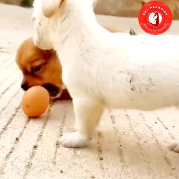 🐶🐔"Puppy and Chicken: Unlikely Playmates"🐔🐶