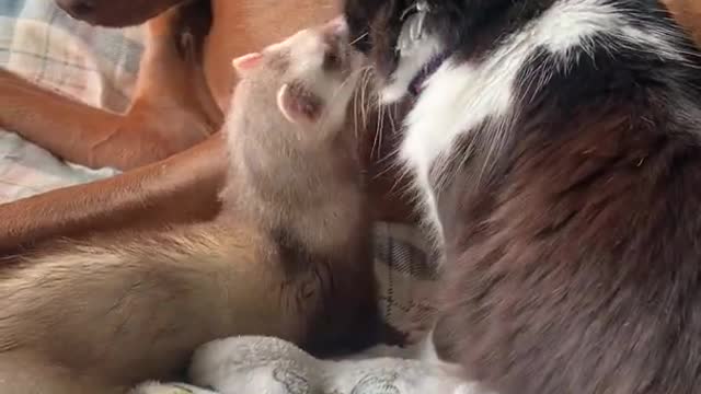 Dog, Cat, And Ferret Shower Kisses on Each Other