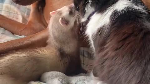 Dog, Cat, And Ferret Shower Kisses on Each Other