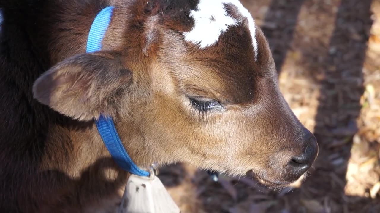 Calf Baby Cow Video