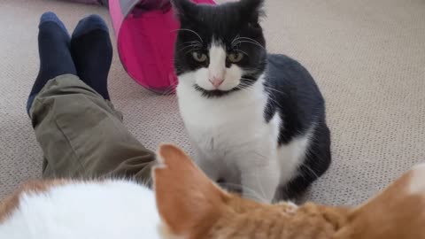 Jealous Cat Doesn't like It When Other Cat Sits On Owners Lap (3)