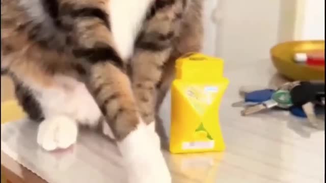 ๐ป It Turns Out That Cat Also Duplicate๐๐๐