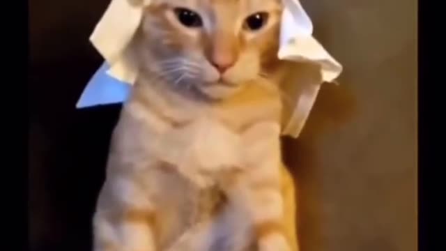 cat meme