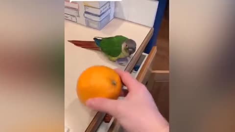 Funny Parrots Parrot Talking Videos