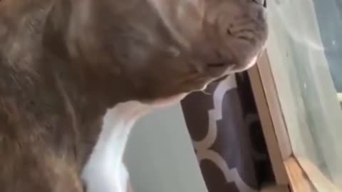 Watch This DOG Daily Routine